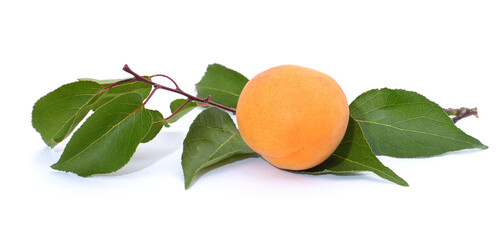 Sticker - Twig with leaves and apricot.