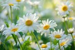 © Anton - Field of Daisy Flowers. Beautiful Blossom in Bright Floral Chamomile Field