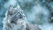 © Anastasia - portrait of cute gray cat with blue eyes, looking up at the snowing sky in wonder as snowflakes fall gently around it