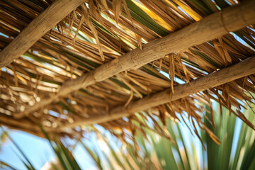 Sunlight shining through a sukkah roof made of bamboo and palm branches, a temporary structure for the jewish festival of sukkot