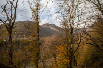 Wall Mural - landscape with beautiful fog in forest on hill or trail through a mysterious winter forest with autu