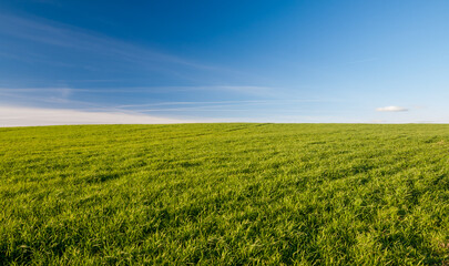 Canvas Print - A large, open field of grass with a clear blue sky above