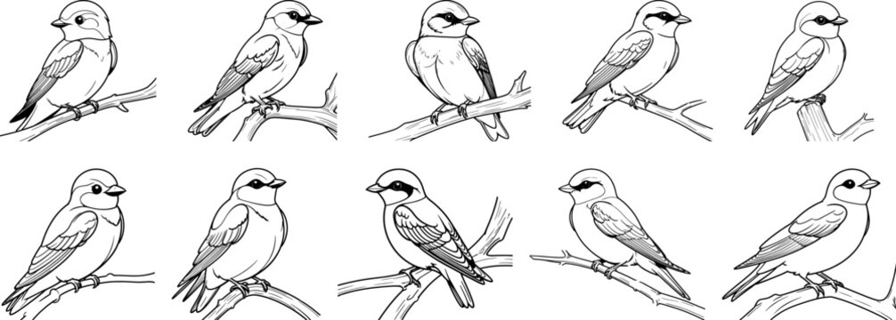 Tree swallow Bird hand drawing coloring page and outline vector design