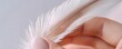 © Wimon - A close-up of a woman s hand holding a feather, with the texture of the feather in sharp focus
