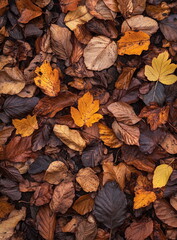 Vibrant autumn foliage leaves background showcasing contrasting colors of yellow, red, and purple leaves, creating a beautiful fall season backdrop, wallpaper, 