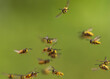 © nataba - swarm of dangerous insects striped wasps flying against the backdrop of a green garden