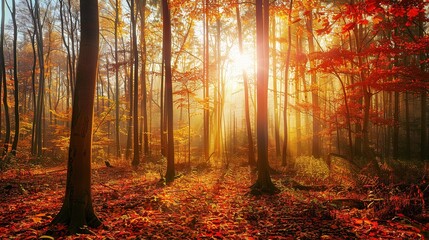 Wall Mural - Golden sunlight filters through vibrant autumn trees in a tranquil forest setting during late afternoon