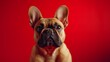 © StudioFF - フレンチ ブルドッグのポートレート