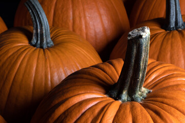 Wall Mural - many pumpkins close up in the studio