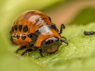 Wall Mural - Colorado potato beetle larva on potato plant