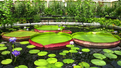 Massive lily pads