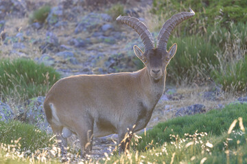 Wall Mural - Cabras montesas en la Sierra de Guadarrama