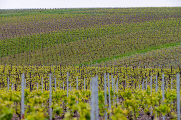 Sticker - View on grand cru Champagne vineyards near Moulin de Verzenay, rows of pinot noir grape plants in Montagne de Reims near Verzy and Verzenay, Champagne, France