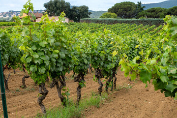 Wall Mural - Rows of wine grapes plants on vineyards in south of France near Saint-Tropez and Gassin, rose wine making