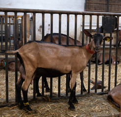 Alpine or Saanen goats on cheese making goat farm in regions Perigord and Quercy departement Lot, France. Making of Rocamadour soft goat AOC cheese with soft rind.