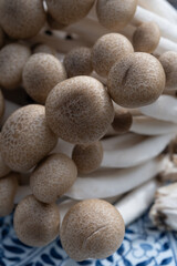 Wall Mural - Brown shimeji edible mushrooms native to East Asia, buna-shimeji is widely cultivated and rich in umami tasting compounds