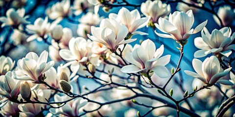 Canvas Print - magnolia flowers in spring