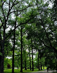 trees in the park