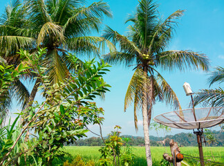 Views of rice fields, coconut trees and blue skies in the morning in a village with cool air