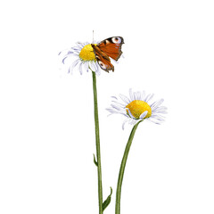 Wall Mural - chomomiles and peacock butterfly, ox-eye daisies, field flowers, watercolor drawing wild plants at white background, floral elements, hand drawn botanical illustration