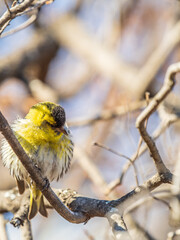 Poster - Eurasian siskin male, latin name spinus spinus, sitting on branch of tree. Cute little yellow songbird.