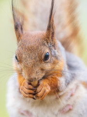 Poster - The squirrel with nut sits on a branches in the spring or summer.