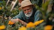 © arhendrix - Elderly man wearing a hat, tending to vibrant marigold flowers in a lush garden, embodying tranquility and connection with nature.