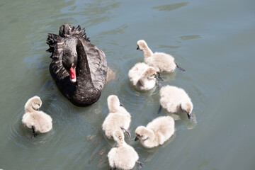 the black swan has black feathers edged with white on its back and is all black on the head and neck.  It has a red beak with a white stripe and red eyes