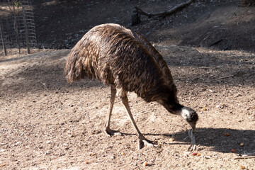 Sticker - Emus are covered in primitive feathers that are dusky brown to grey-brown with black tips. The Emu's neck is bluish black and mostly free of feathers.