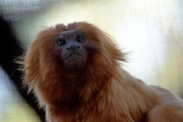 Wall Mural - The golden lion tamarin, also known as the golden marmoset, is a small New World monkey