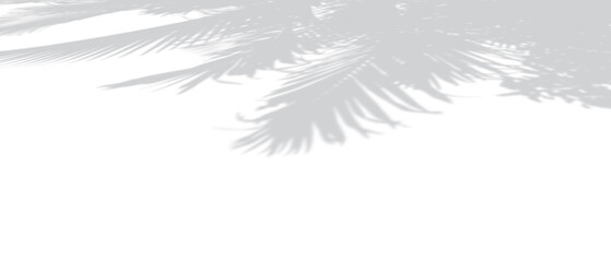 Wall Mural - Shadow of palm leaves on white background and perspective view . copy space and transparent background png