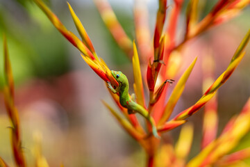 Wall Mural - The gold dust day gecko feeds on insects and nectar.  Aechmea blanchetiana / orangeade bromeliad. (Phelsuma laticauda) is a diurnal species of gecko. Dole Plantation, Oahu, Hawaii
