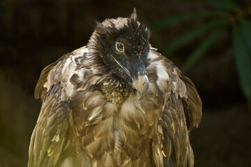 Bearded vulture