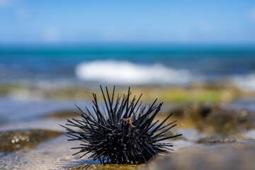 Wall Mural - The diadema urchin or blue-black urchin (Echinothrix diadema) is a species of tropical sea urchin, member of the Diadematidae family. Laniakea Beach, North Shore, Oahu Hawaii