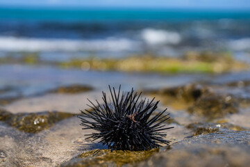 Wall Mural - The diadema urchin or blue-black urchin (Echinothrix diadema) is a species of tropical sea urchin, member of the Diadematidae family. Laniakea Beach, North Shore, Oahu Hawaii