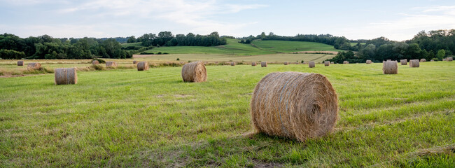 Wall Mural - hay bales in grass fields of french champagne ardennes region