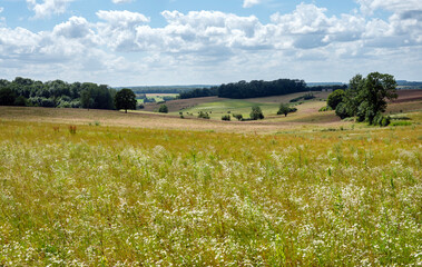 Wall Mural - countryside landscape near Hirson in northern france with flowers