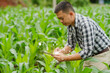 © aekachai - Businessman gardener using tablet Viewing potato plant picture of potato leaves in harvest season in fertile soil
