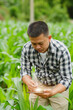 © aekachai - Businessman gardener using tablet Viewing potato plant picture of potato leaves in harvest season in fertile soil