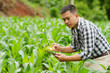 © aekachai - Businessman gardener using tablet Viewing potato plant picture of potato leaves in harvest season in fertile soil