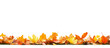 © t.sableaux - Autumn leaves in vibrant colors laid out on a white background or PNG