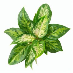 Wall Mural - Beautiful Aglaonema plants isolated on white, top view. House decor