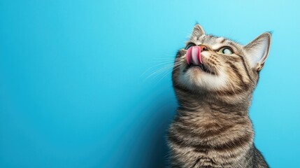 Wall Mural - A cat is licking its paw on a blue background.