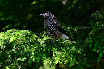 Poster - Tannenhäher // Spotted nutcracker (Nucifraga caryocatactes)