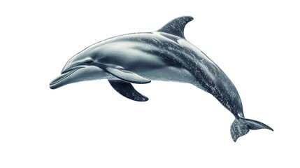 dolphin leaping out of water