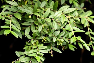 Wall Mural - Privet bush - Ligustrum vulgaris bush in a garden in summer