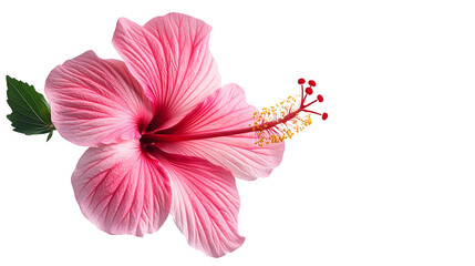 Wall Mural - pink hibiscus flower isolated on white background : 