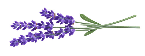 Lavender flowers isolated on white background