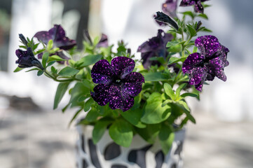 Dark purple night sky petunia with white speckles is growing in pot on terrace at sunny day