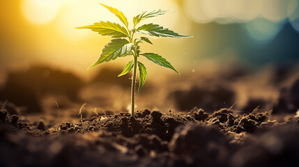 Poster - Young Cannabis Plant in Warm Sunlight Sprouting from Rich Soil Bright Green Leaves Indicating New Growth and the Power of Nature in a Serene Environment